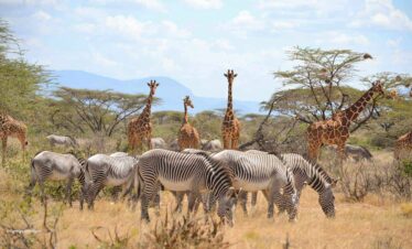 Samburu National Reserve