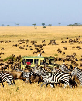 Game drives