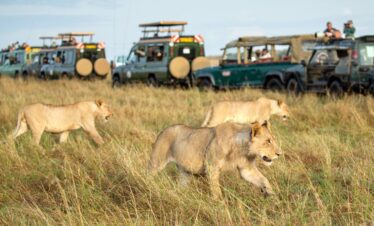 3 DAYS MASAI MARA FLYING SAFARI