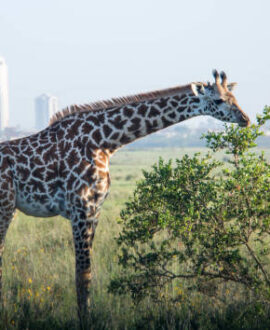 Nairobi