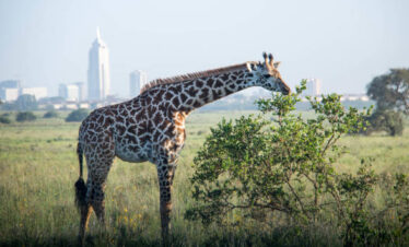 Nairobi National Park