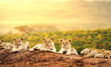7 Days Kenya Budget Safari