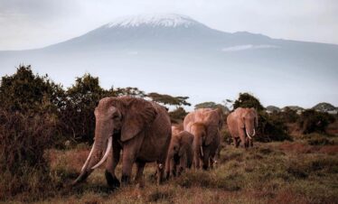 LAKE NAKURU & AMBOSELI NATIONAL PARK.