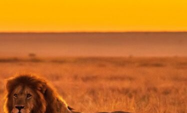 5 Days (4 Nights) Naivasha/Nakuru/Mara $ 820